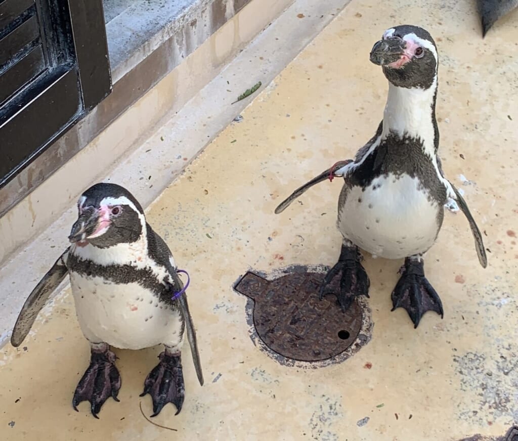 繊細なペンギン