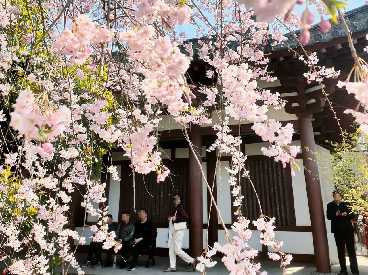 空海は西安のここ青龍寺で恵果大師に師事し密教を習得しました