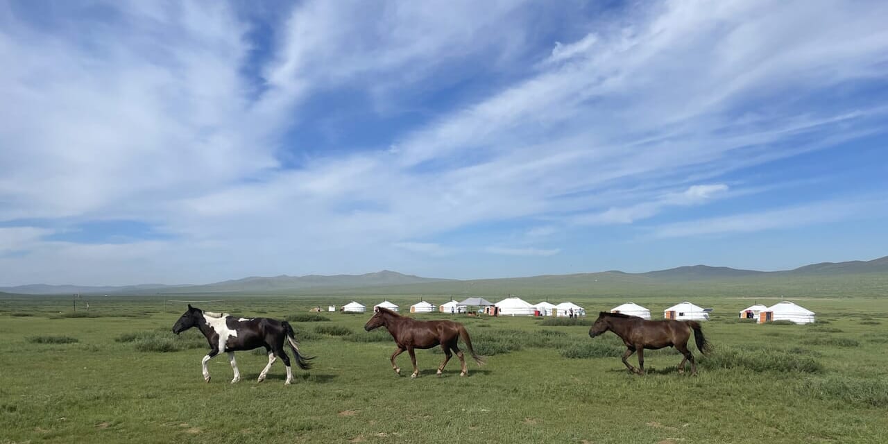 キャンプに悠々と入り込んでくる馬たち