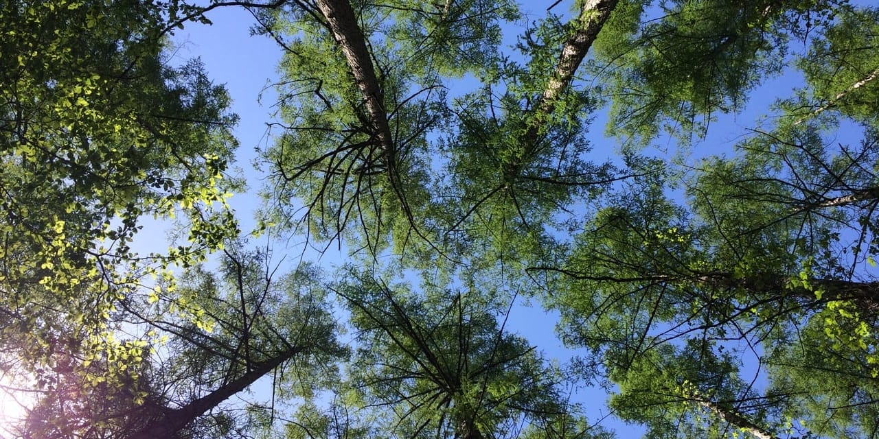 戸隠森林植物園