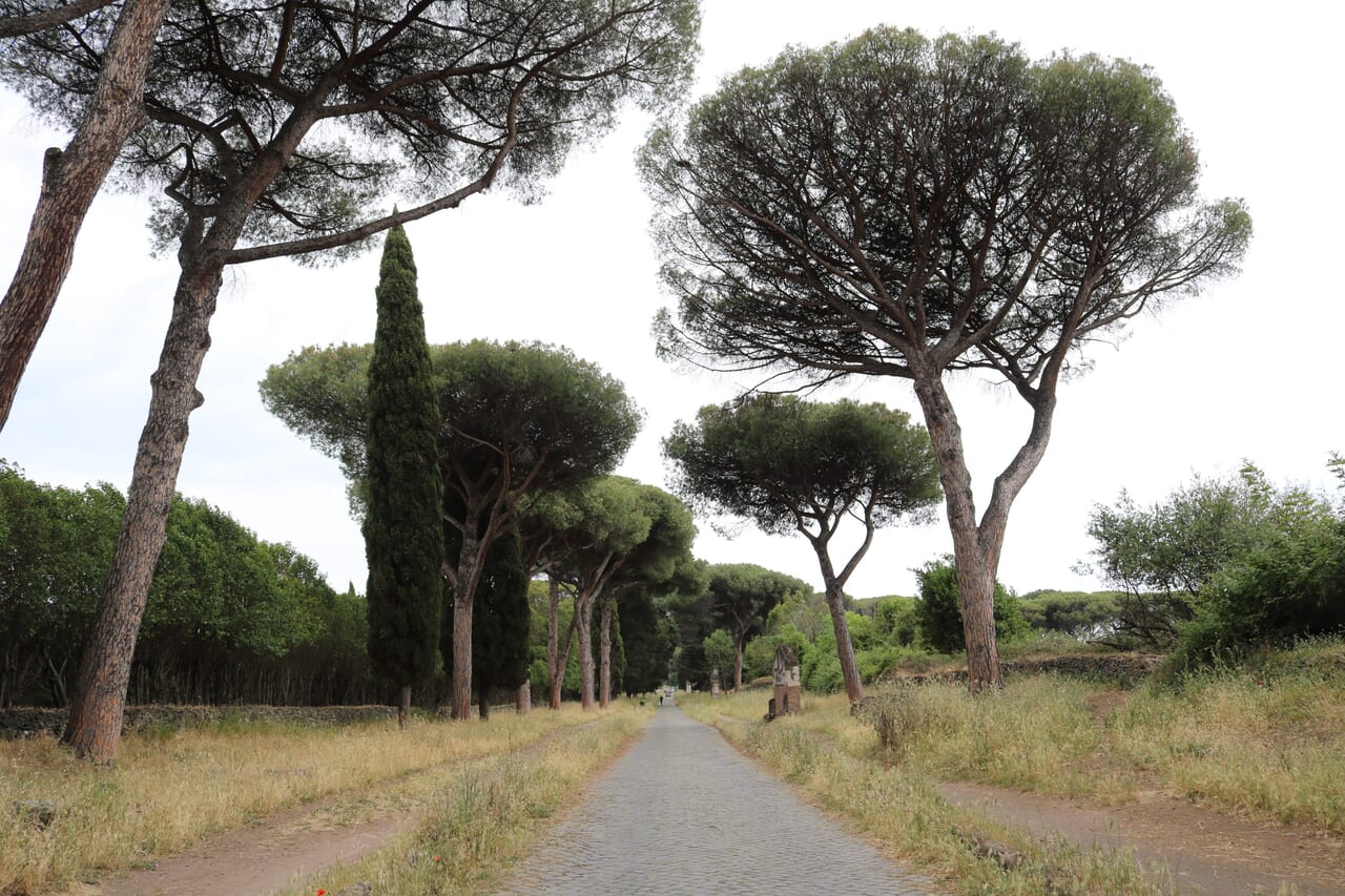 イタリアの笠松（剪定していると思ったら、自然とこのような形になるらしい）