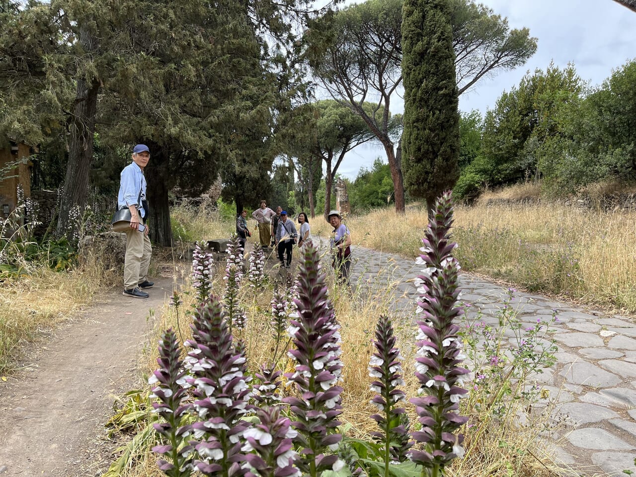 ギリシアやローマの建築のモチーフによく用いられた植物アカンサスとアッピア街道