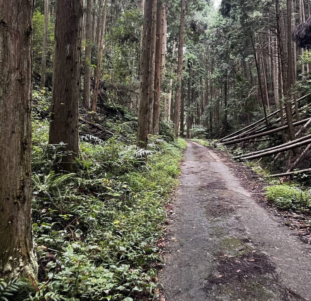 滑りやすい山道