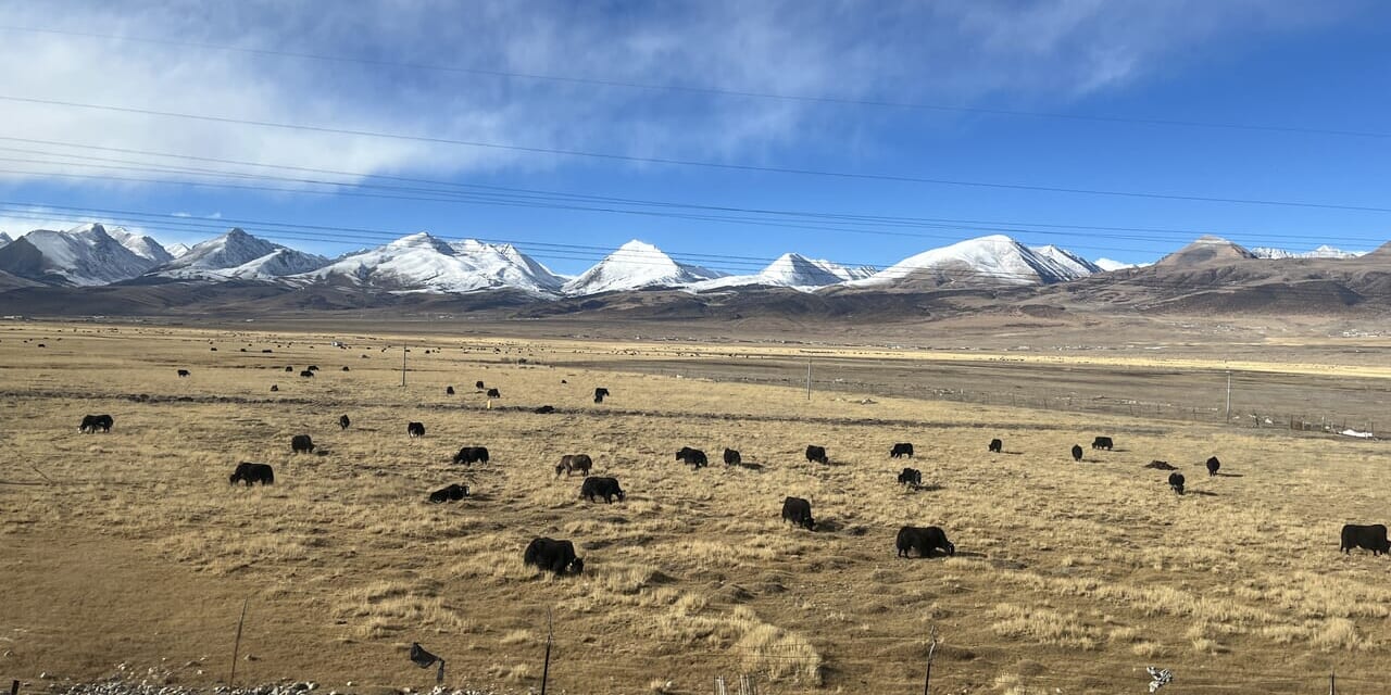 ニンチェンタングラ山脈とヤクの群れ